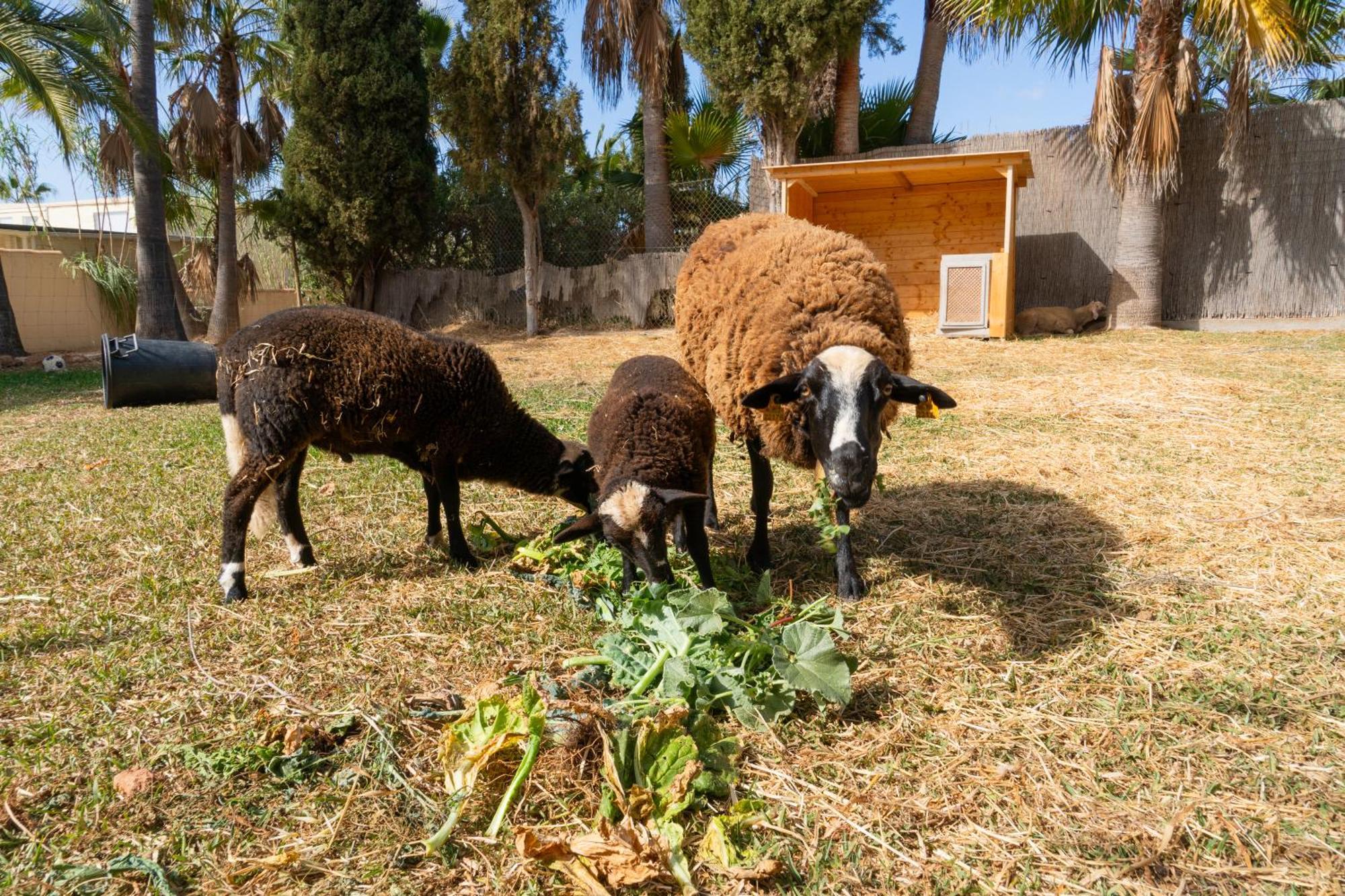 Finca Amapola - Agrotourismus กัมโปส ภายนอก รูปภาพ